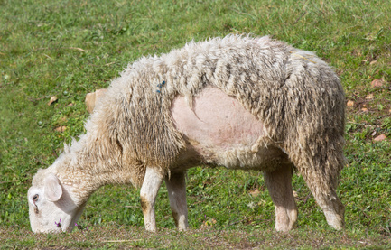 Durch anhaltenden Juckreiz abgescheuertes Fell eines Schafes mit Scrapie