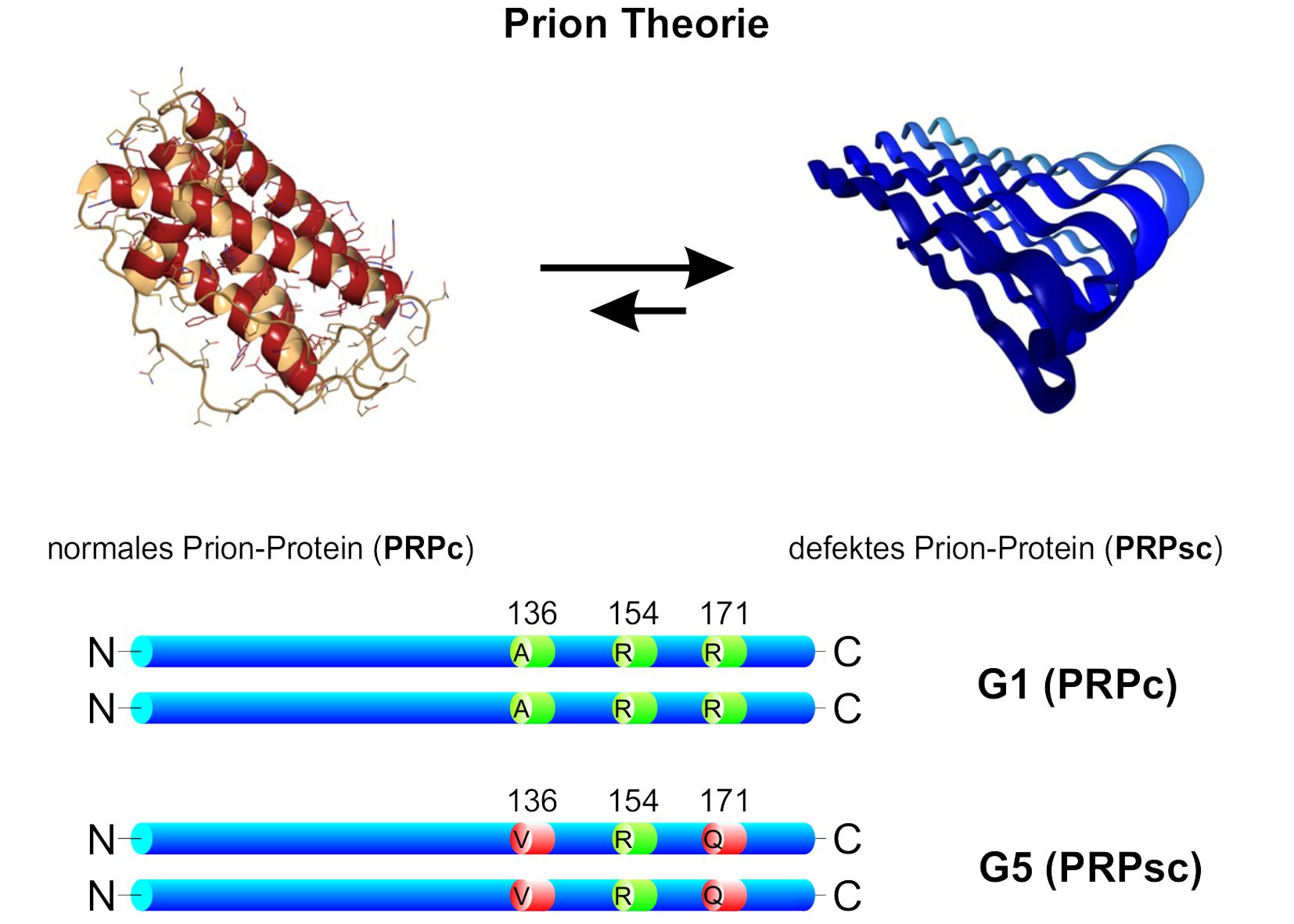Prion-Theorie als Basis der Genotypisierung