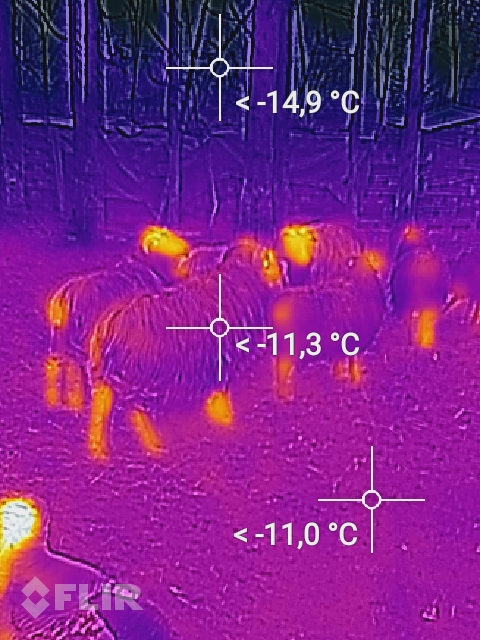 Infrarotaufnahme des Bundessiegers "Baruch" bei einer Umgebungstemperatur (Boden) von -11°C. Die Temperatur der Oberfläche der Wolle ist de facto identisch zur Umgebungstemperatur. Dies lässt auf eine ausgezeichnete Wolle schließen.