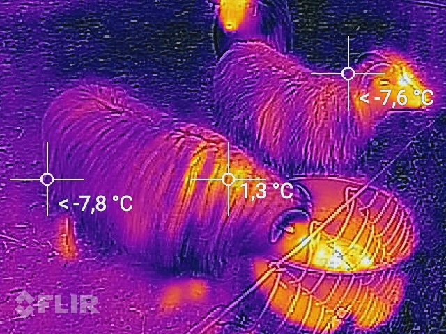 An den Stellen, an denen sich die Wolle durch die Bewegungen der Tiere öffnet, entstehen thermische Fenster mit hohem Wärmeverlust. Deshalb soll das Wollvlies möglichst gleichmäßig sein.
